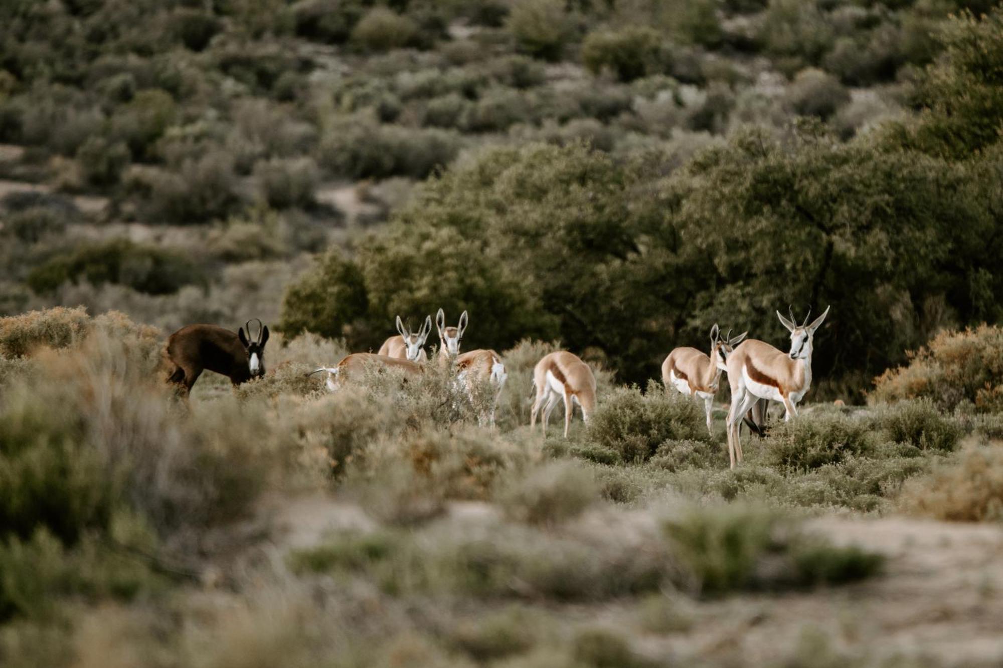 Vakantieboerderij Breathe Oudtshoorn
